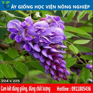 cây hoa leo tử đằng