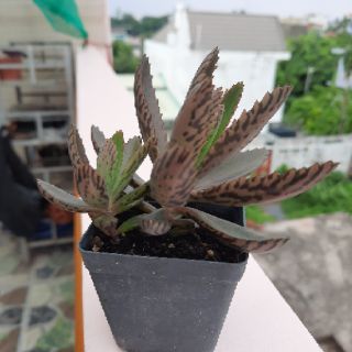Kalanchoe xương cá