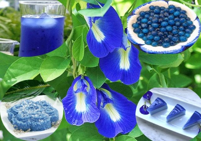 Hạt giống Hoa đậu biếc