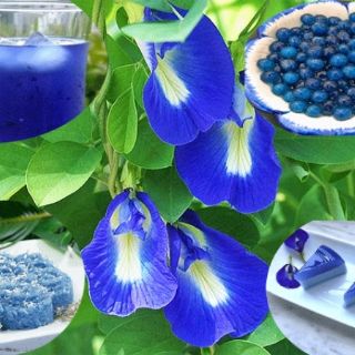 Hạt giống Hoa đậu biếc