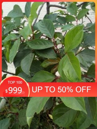 Cây Nhội giống, gửi đi nguyên bầu, cây to khỏe đẹp