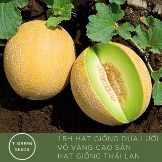 Hạt giống Dưa lưới vỏ vàng cao sản Thái lan