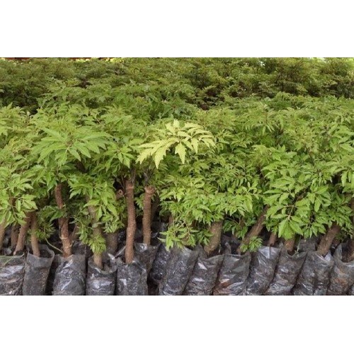 Combo 2 Đinh Lăng Nếp Chuẩn ĐH Nông Nghiệp 1