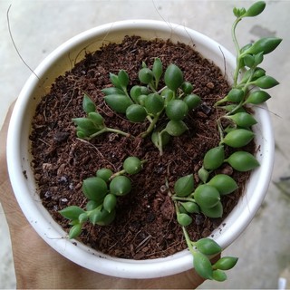 Sen đá mắt nai - size nhỏ (5-8cm)