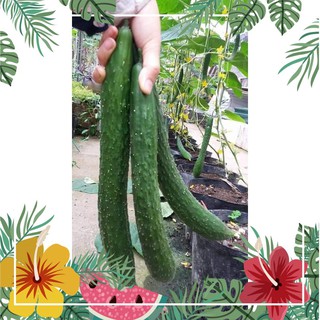 [TOP] Hạt Giống Dưa Chuột Nhật F1 - 10 hạt [ Tặng Kèm 1 Viên Nén Xơ Dừa ] F1