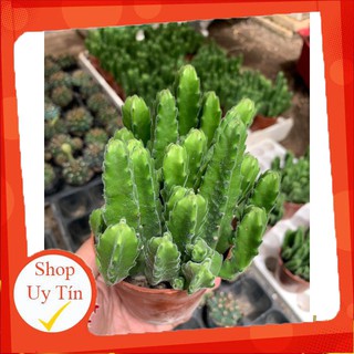 Xương rồng sao biển vuông trung🍏 |FREESHIP| 🔥 XỨ NÓNG, ĐÃ THUẦN KHÍ HẬU, KHOẺ ĐẸP 🍏 LỖI 1 ĐỔI 1