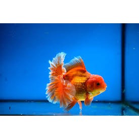 Thức ăn cho cá vàng Hikari Oranda Gold hàng Nhật