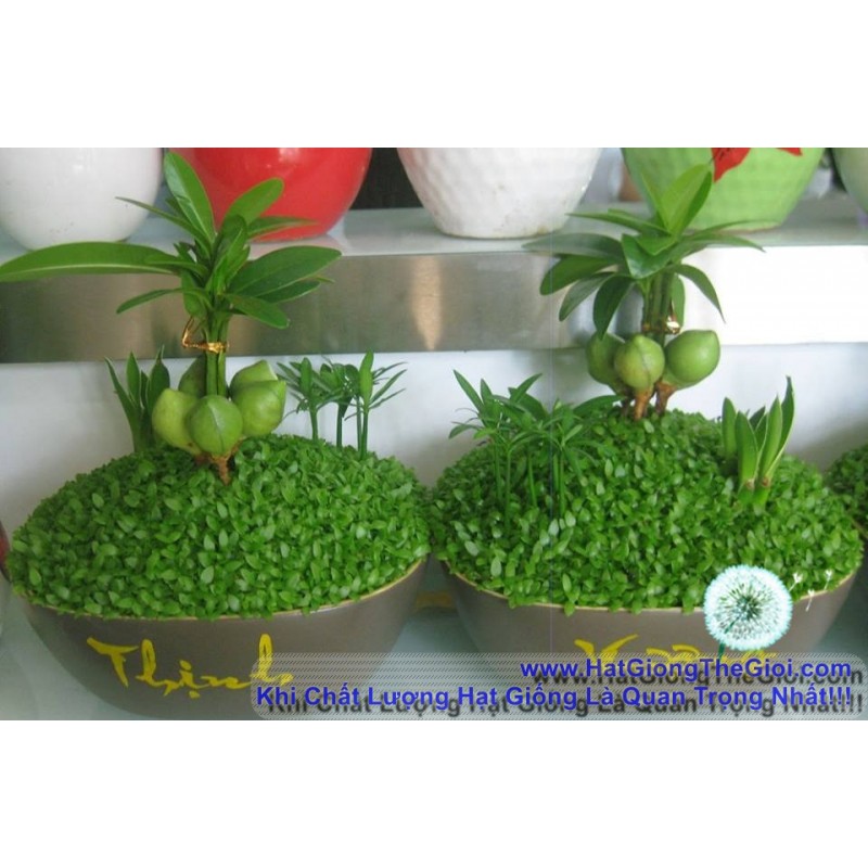 Hạt giống cỏ may mắn