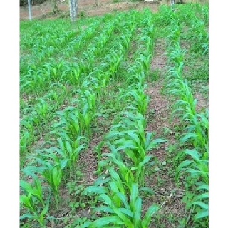 HẠT GIỐNG CỎ CHĂN NUÔI SUDAN LAI - Gói 20g
