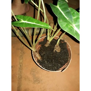 Môn quan âm nhỏ (alocasia polly) chậu 3 củ khỏe