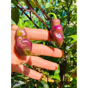 cây ớt Peach gum tiger, cay thơm