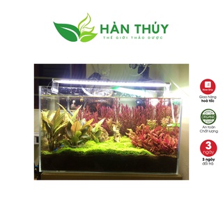 Lá Bàng Khô - Thần Dược Cá Cảnh