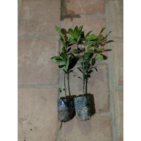 Cây Chery chịu nhiệt. Cây bán cao cao 40.50cm