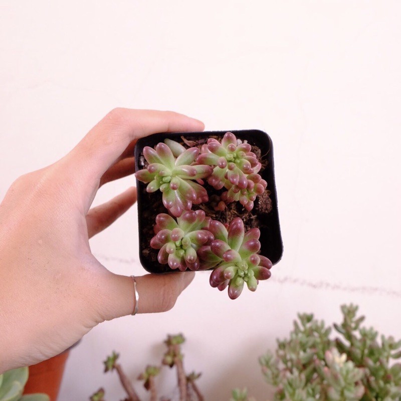 (SEDUM RUBROTINCTUM) SEN ĐÁ THẠCH NGỌC SỮA VAR VÀ THẠCH NGỌC ĐỎ