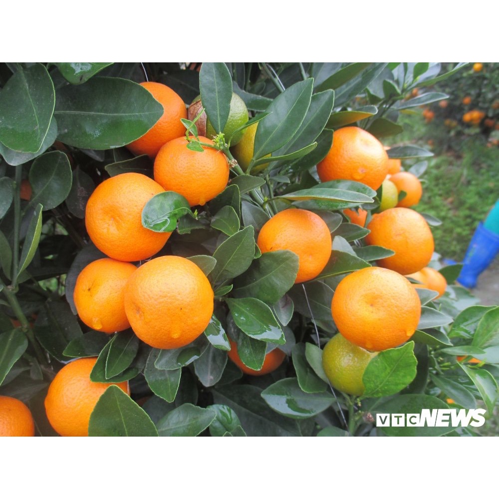 Phân bón Kali canxi bo 25g. kích thích ra hoa đậu quả, To trái, lớn trái, chắc quả, ngọt quả