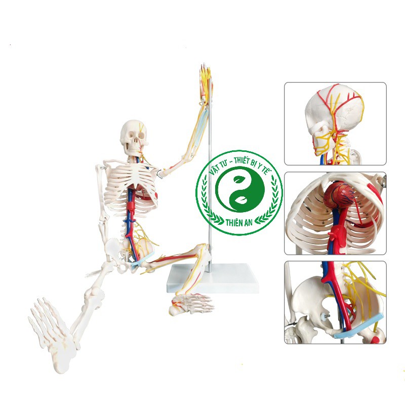 Mô hình xương người cao 85cm- Mô tả đầy đủ đường đi của mạch máu và thần kinh