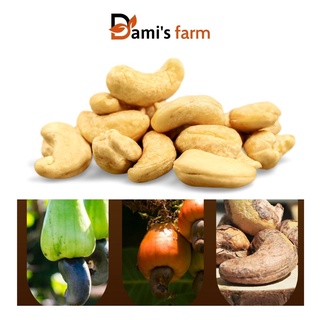 Nhân hạt điều sữa nguyên vị làm sữa 500gr