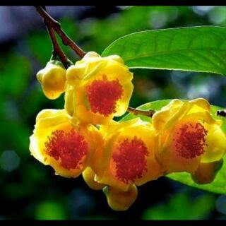 Cây giống chè hoa vàng