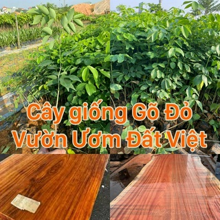 Cây giống gõ đỏ thuộc dòng gỗ quý  cây cao 30cm O96I44I236( mua 10 cây tặng 1 )
