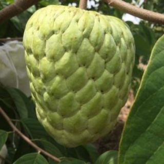 Mãng cầu thái