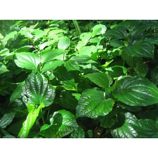 cây lá lốt tươi (10 cây/7k)