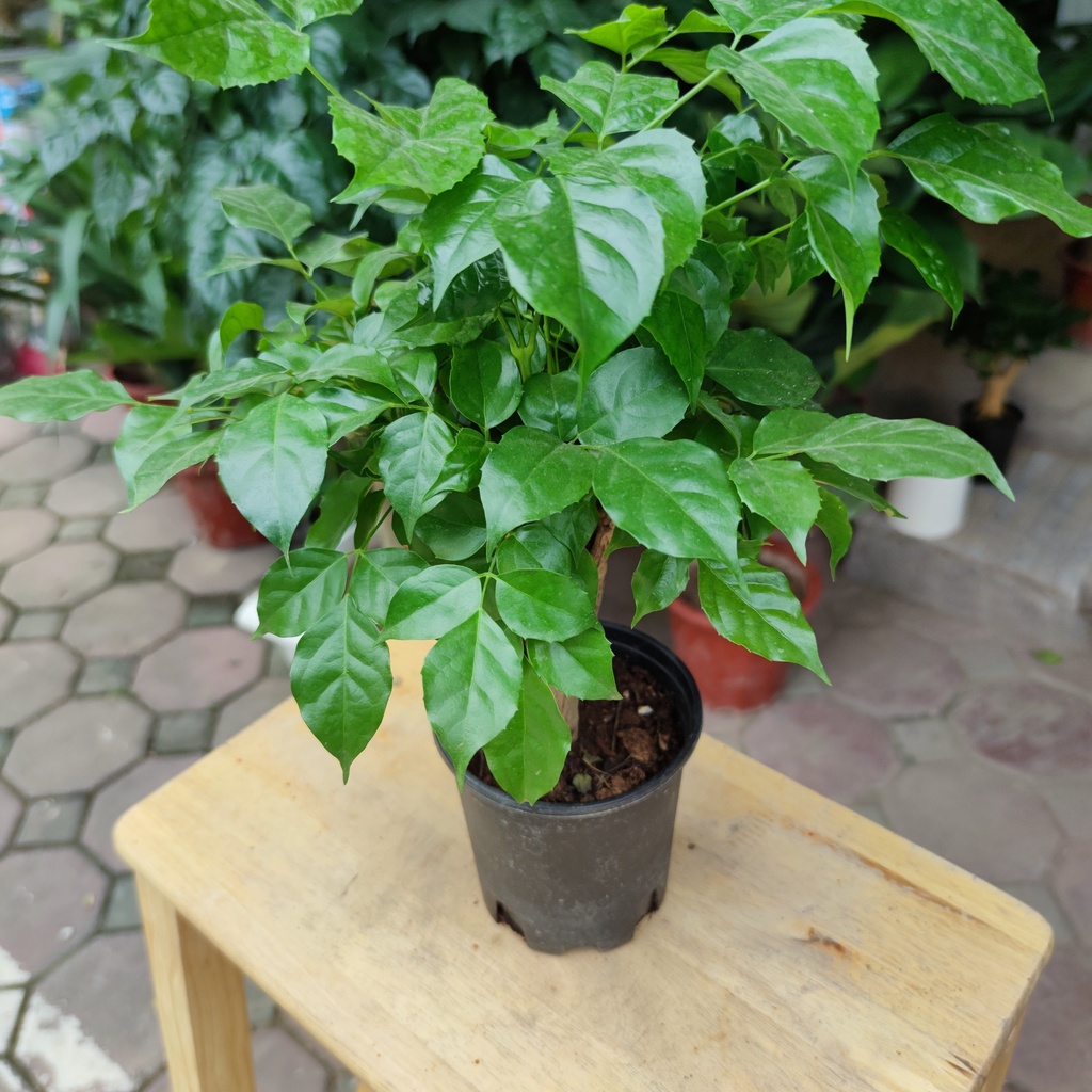 Cây hanh phúc thân gỗ để bàn cực xinh. cây nội thất văn phòng cao 30cm