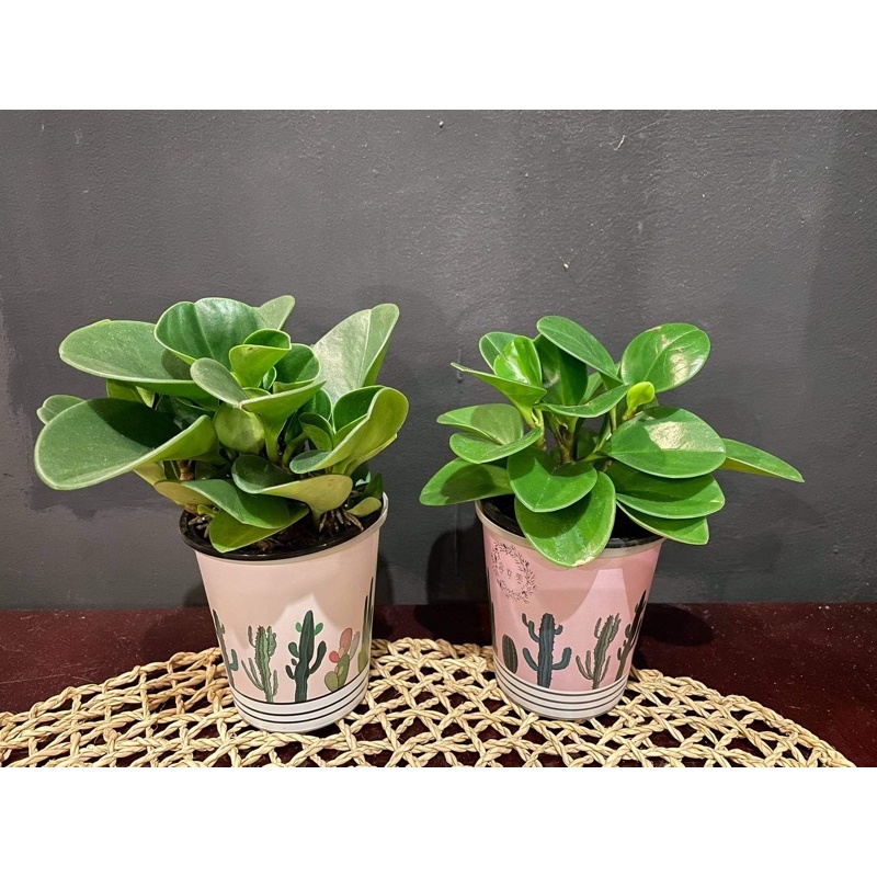 Cây Trường sinh (đất/thuỷ sinh)- Peperomia Obtusifolia  - Cây cảnh để bàn mini dễ chăm sóc sống tốt môi trường văn phòng