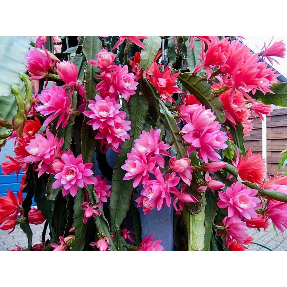 Đại Nhật Quỳnh 8 màu hoa- chậu giống