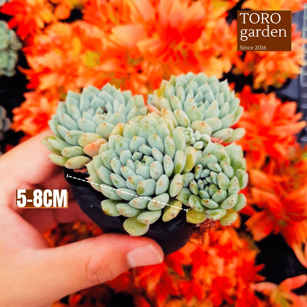 Sen đá dù xanh Đà Lạt size bé cây cảnh trang trí nhà cửa Toro garden