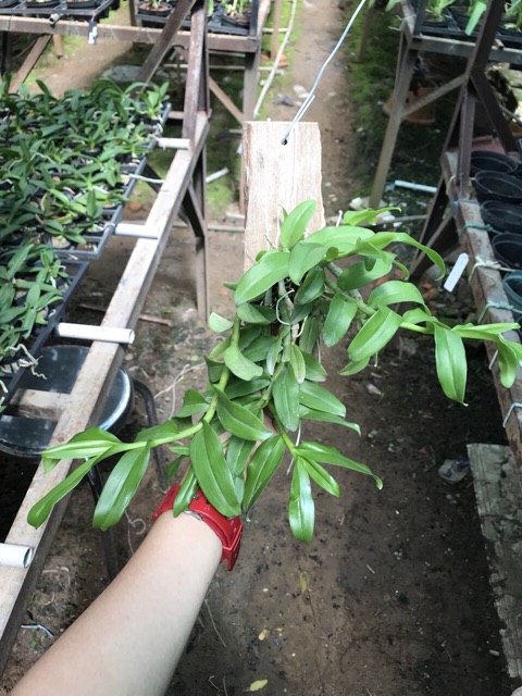 Phi Điệp Nhiều Màu - Giao Ngẫu Nhiên - Ghép Bảng Sẳn