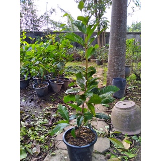 Cây mai xanh giống