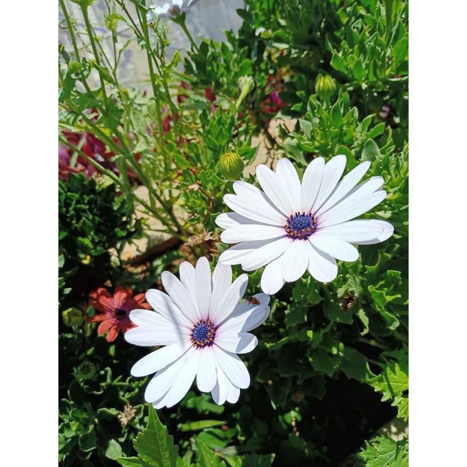 100H Cúc Châu Phi đẹp nhẹ, dịu dàng