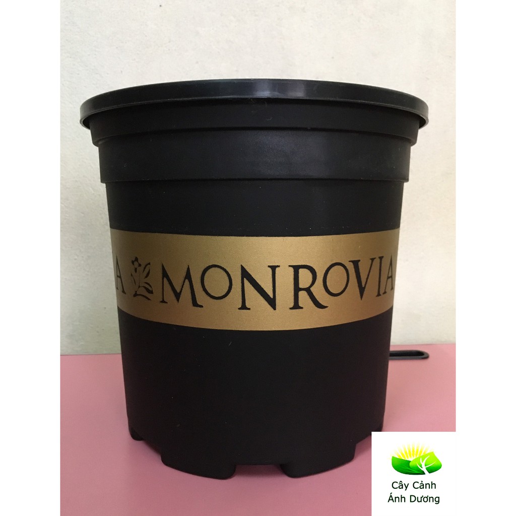 Chậu trồng cây Monrovia chậu hoa hồng 2 Gallon (xanh, đen)