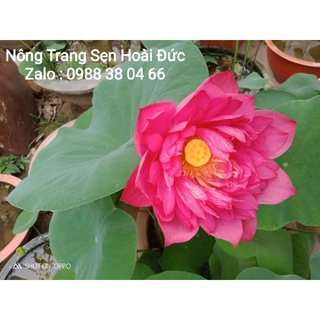 Đoá hoa của tình yêu, Sen Đỏ Drop