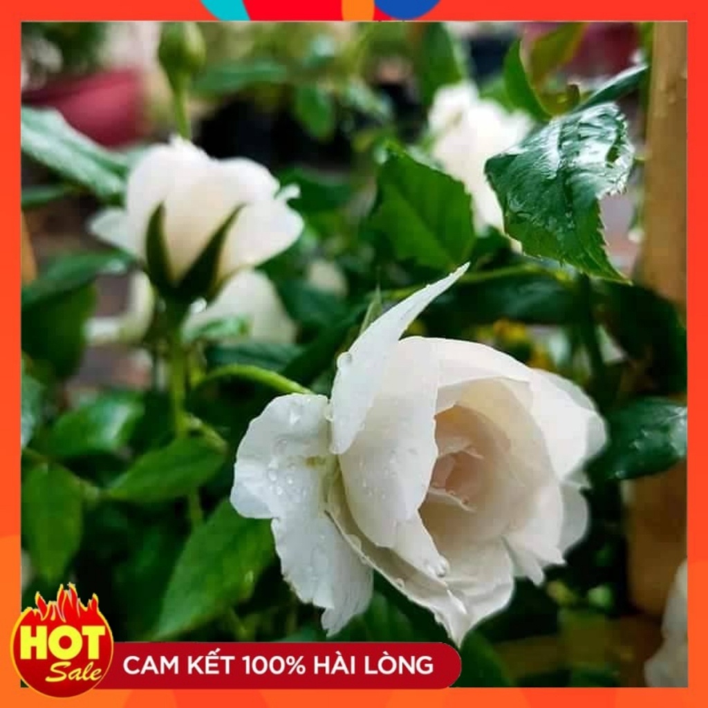 Hoa hồng  ngoại Shizuku  rose [🍏🍏 SIÊU PHẨM  HOA NHẬT🍏🍏 ] là loài hồng bụi của Nhật Bản màu trắng thuần khiết tuyệt đẹp.