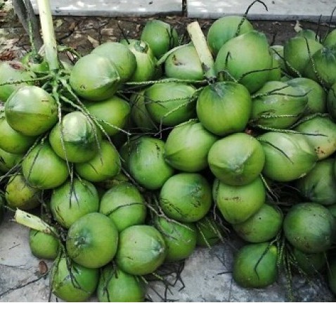 Cây giống dừa xiêm xanh lùn Bến tre  đúng chuẩn-siêu lùn