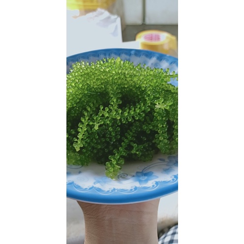 Sỉ 1kg rong  nho tách nước cách nhiệt loại 1 tiêu chuẩn xuất khẩu bao hàng siêu đẹp rong nho SEASON FOOD