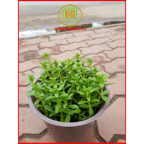 ĐỒNG GIÁ cây giống các loại rau thơm