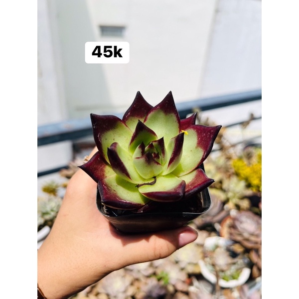 Sen đá đế vương đỏ size 8-10 cm