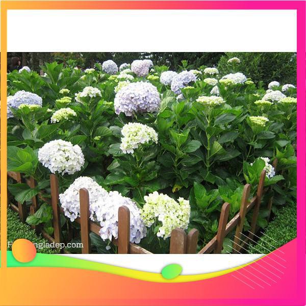 Hạt Giống Hoa Cẩm Tú Cầu Mix - 5 Hạt  VIETGAR