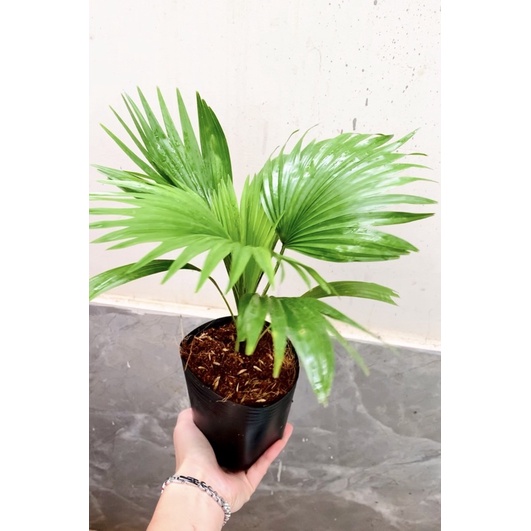 Cây cọ 🍀🌱kiểng đẹp🍀🌱