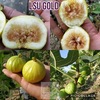 CÂY GIỐNG SUNG MỸ TRÁI DẸT