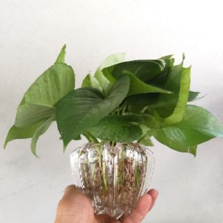 Cây trầu bà trồng thủy sinh (chậu khế)