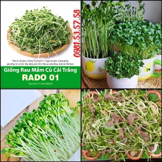 50gr hạt giống rau mầm củ cải trắng Rạng Đông