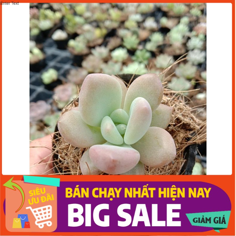 MỘT CHIẾC SEN ĐÁ SỎI HƯỜNG 🌵 MÚP RỤP NGON TỪ THỊT NGỌT TỪ XƯƠNG YÊU EM TỪ CÁI NHÌN ĐẦU TIÊN NHƯNG VẪN QUYẾT BÁN EM 😙