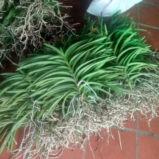 Combo 10 cây Lan mokara màu đỏ