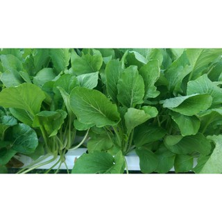 HẠT GIỐNG CẢI NGỌT(CHẤT LƯỢNG-UY TÍN)