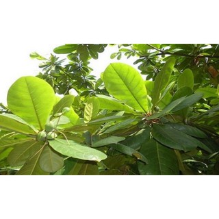 1kg lá bàng tươi