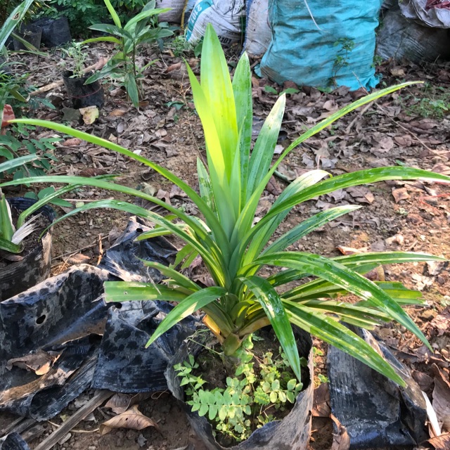 Cây lá nếp