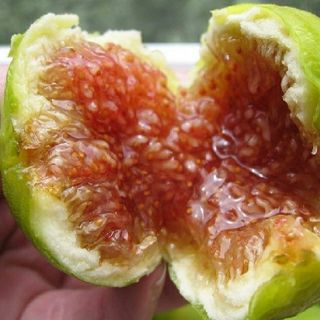 Cây Sung Mỹ ( Có Trái )